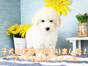 仲間が増えました＆新しい家族が決まりました♪